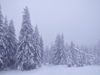 Mist in the forest. Sunrays behind the trees. Slovakia