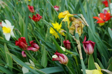 Grüne Wiese mit vertrockneten roten Tulpen und gelben Narzissen bei Wind und Sturm im Frühling 