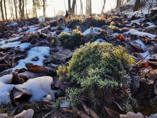 Mist in the forest. Sunrays behind the trees. Slovakia