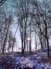 Mist in the forest. Sunrays behind the trees. Slovakia