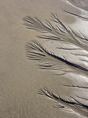 Abstract wet sand ripples