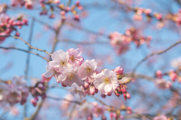 Sakura tree during spring season, Cherry blossom bloom