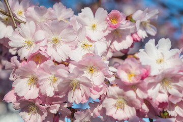 Sakura tree during spring season, Cherry blossom bloom