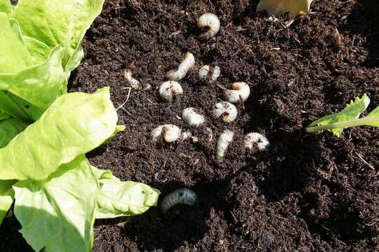 Larve, Engerling, K&auml;ferlarve, Sch&auml;dling in der Landwirtschaft, 