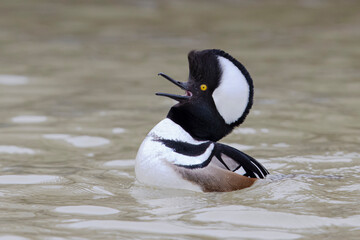 Male Hooded Merganser in breeding display - Grand Bend, Ontario, Canada