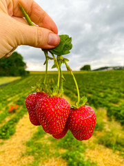 Bio Strawberrys -a lot of them on the field- delicious