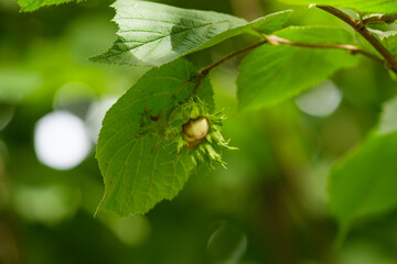 Haselnuß an einem Zweig / Ast mit frischen grünen Blättern im Strauch / Baum - Haselnuss und...