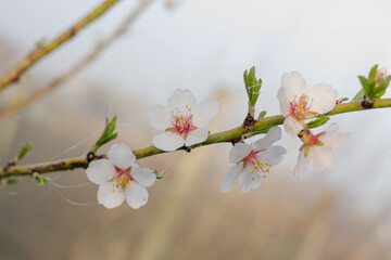Almond flowers with cobwebs and dew drops in the garden. Horizontal spring photo