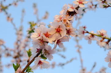 Pink almond flowers in the garden against the blue sky. Beautiful spring background