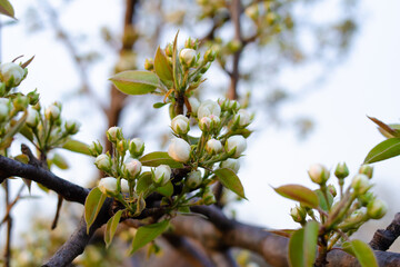 White pear buds with green leaves in the garden close-up. Photo of a blooming orchard