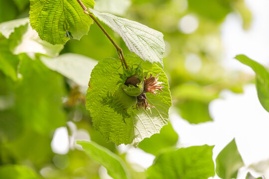 Drei Haseln&uuml;sse an einem Zweig mit frischen gr&uuml;nen Bl&auml;ttern im Strauch / Baum - Haselnuss und gr&uuml;ne Bl&auml;tter