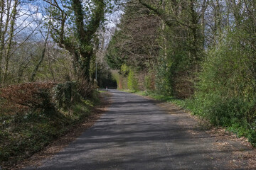 Fototapeta na wymiar Narrow Roadway or Scottish lane set Between mature Trees and Hedgerows.