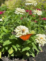 butterfly on a flower