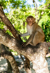 Naklejka na ściany i meble Monkey of the macaque species climbing a tree on Monkei Island, Halong Bay, Vietnam.