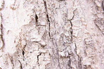 Background of wooden bark after whitewashing lime (copy space).