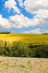 Fototapeta premium Beautiful countryside landscape, yellow field