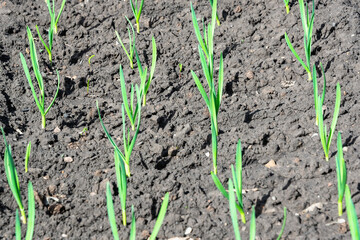 Bed with garlic, planting. Spring.