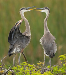 great blue heron babies