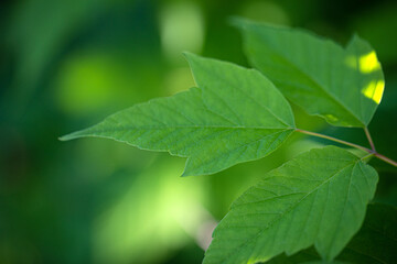 Green blured background with sunshine light