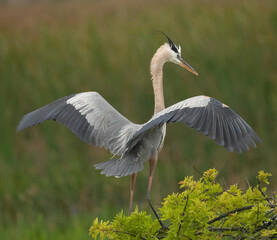 great blue heron