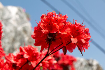 red flowers