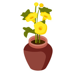 Allamanda Cathartica