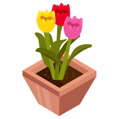 Tulips 