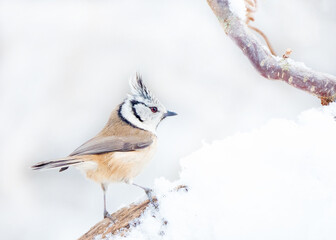 Die Haubenmeise (Lophophanes cristatus, Syn.: Parus cristatus; zu lateinisch crista ‚Kamm‘)