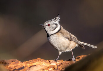 Obraz premium Die Haubenmeise (Lophophanes cristatus, Syn.: Parus cristatus; zu lateinisch crista ‚Kamm‘)