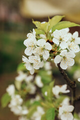 Cherry blossoms in spring. White fruit tree flowers and green young leaves in the garden.