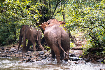Two asian elephants walking out of a river in the jungle of South East Asia