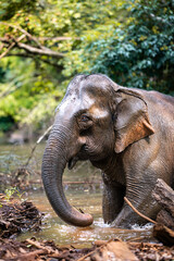 Asian elephant walking out of the river in the jungle of South East Asia
