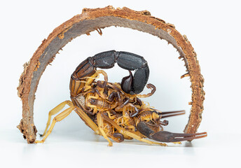 Hottentotta jayakari, the black-tailed alligatorback scorpion
scorpion isolated on white background