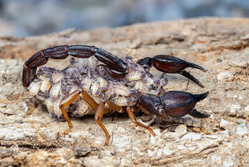 nebo is a genus of scorpions in the family Diplocentridae