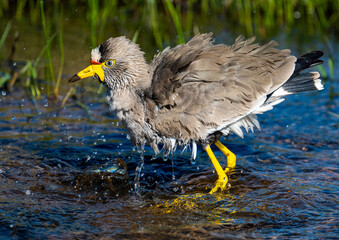 Wattled lapwing bathing and splashing water from a pool in a dirt road..