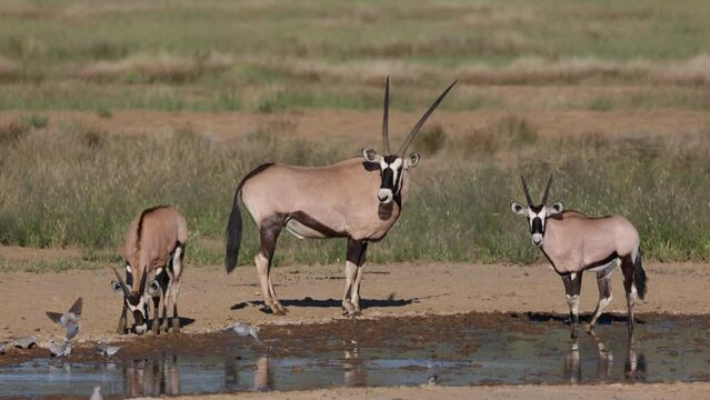 Oryx at a waterhole in KTP