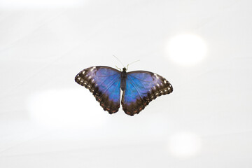 A blue butterfly isolated on a white background