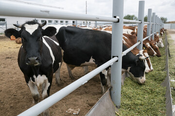 Young calves under one year old. Young individuals belong to artiodactyls. The young of some wild...