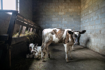Young calves under one year old. Young individuals belong to artiodactyls. The young of some wild...