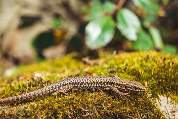 lizard on a sunny rock