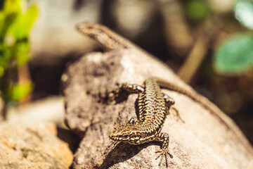 lizard on a sunny rock