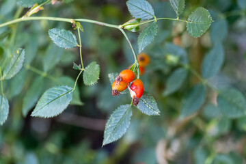 Red rose hips of dog rose. Rosa canina, commonly known as the dog rose