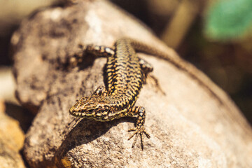 lizard on a sunny rock