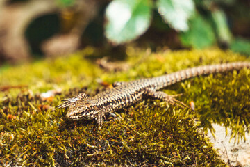 lizard on a sunny rock