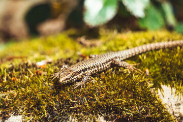 lizard on a sunny rock