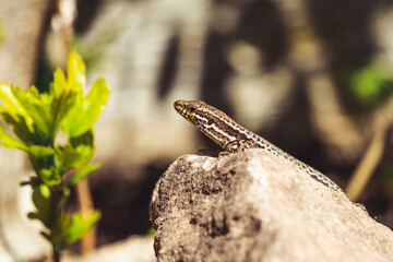 lizard on a sunny rock