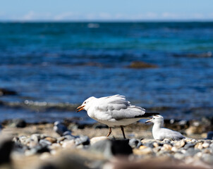 seagulls on the beach