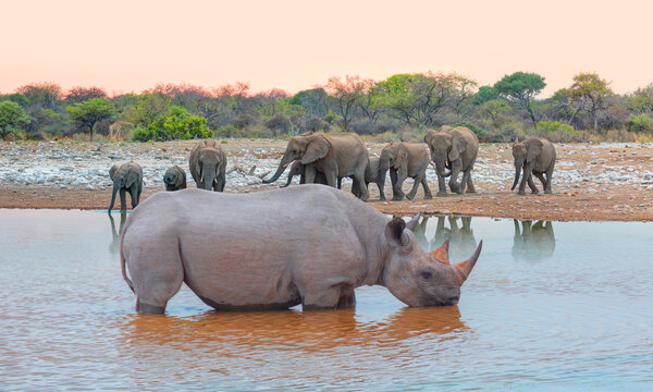 Rhino drinking water from a small lake - Group of elephant family drinking water in lake at amazing sunset - Etosha National Park, Namibia, Africa 