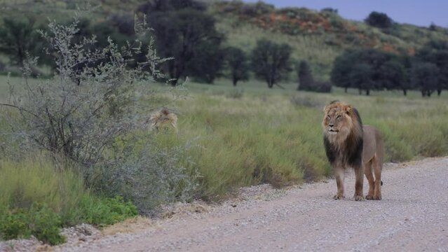 a Mature male lion roaring