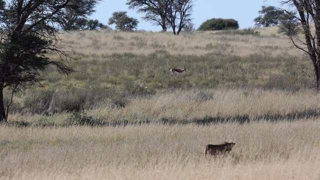 a Cheetah stalking a springbuck